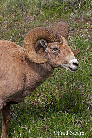 Yellowstone National Park Big Horn Ram